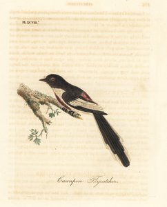 Minivet à ventre blanc, Pericrocotus erythropygius (Gobemouche de Cawnpore). Inde. Gravure sur cuivre coloriée à la main dessinée et gravée par John Latham de son propre A General History of Birds, Winchester - John Latham