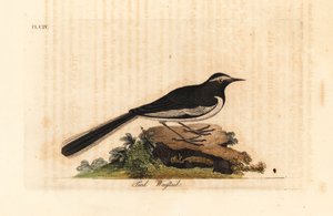 Bergeronnette à sourcils blancs, Motacilla maderaspatensis. Gravure à la main par John Latham de son propre A General History of Birds - John Latham