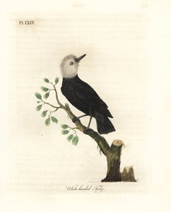 Tyran des marais à tête blanche, Arundinicola leucocephala (Todier à tête blanche, Todus leucocephalus). Gravure à la main en cuivre dessinée et gravée par John Latham de son propre A General History of Birds, Winchester - John Latham