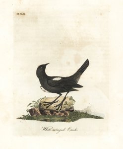 Tangara à épaules blanches, Tachyphonus luctuosus (Oriole à ailes blanches, Oriolus leucopterus). Gravure à la main en couleur par John Latham de son propre A General History of Birds, Winchester - John Latham