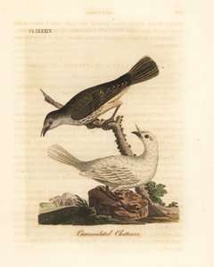 Bellbird blanc, Procnias albus, mâle et femelle (Jacasseur caronculé, Ampelis carunculata). Gravure sur cuivre coloriée à la main dessinée et gravée par John Latham de son propre A General History of Birds, Winchester - John Latham