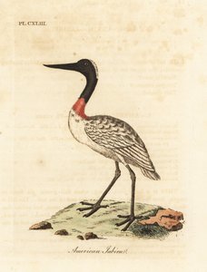 Tantale d