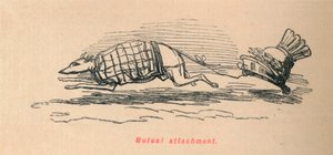 Attachement mutuel, 1852 - John Leech