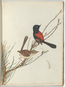 Paruline Écarlate et Noire - John William Lewin