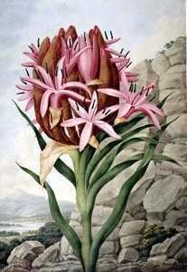Lys de Lance (Doryanthes excelsa)