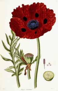 Papaver Bracteatum, 1821-1826 - John Lindley