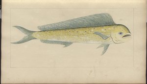Dessins de Lindsay Vol. VII - John Lindsay