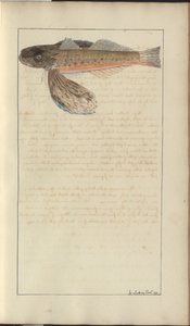 Dessins de Lindsay Vol. VII - John Lindsay