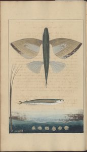 Dessins de Lindsay Vol. VII - John Lindsay