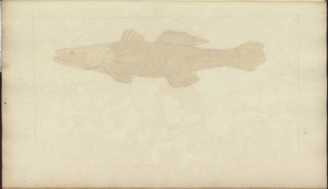 Dessins de Lindsay Vol. VII, 22 - John Lindsay