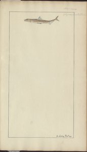 Dessins de Lindsay Vol. VII, 23 - John Lindsay
