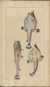 Dessins de Lindsay Vol. VII, 27 - John Lindsay