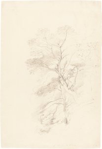 Un bois de hêtres