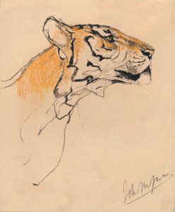 Tête de tigre, vers 1910