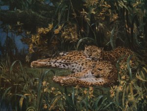 Léopards indiens, fin 19ème-début 20ème siècle, vers 1930 - John Macallan Swan
