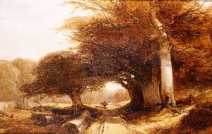 Paysage forestier