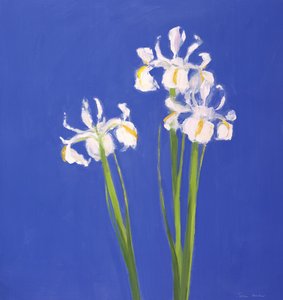 Exelsior blanc néerlandais - John Miller
