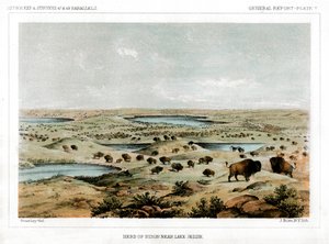 Troupeau de bisons près du lac Jessie, Dakota du Nord, USA, 1856