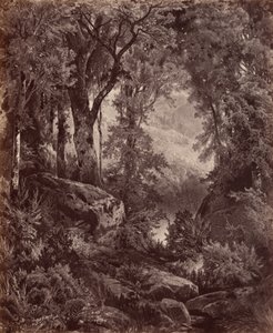Solitude,1865 (photo) - John Moran