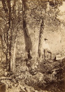 Ruisseau Tacony, peuplier de Magnolia - John Moran