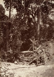 Paysage tropical, Le Ruisseau El Bano, Chipigana, 1871 - John Moran