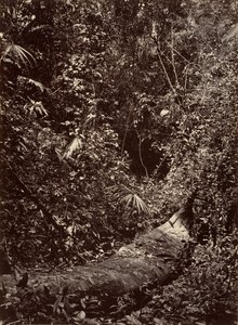 Paysage tropical, Forêt tropicale, 1871 - John Moran