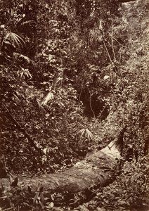 Paysage tropical, forêt tropicale - John Moran