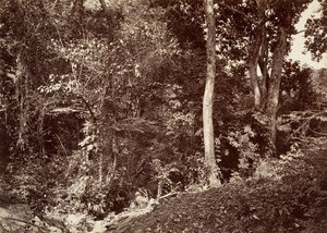 Paysage tropical, vue près de Chipigana, 1871 - John Moran
