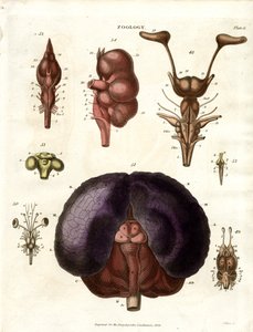Illustrations anatomiques du cerveau et du système nerveux (planche 6) - John Pass