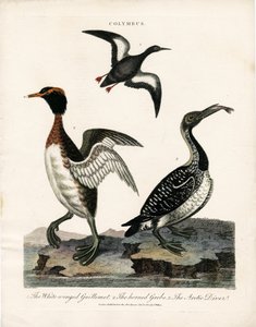 Oiseaux de mer arctiques du genre Colymbus - John Pass