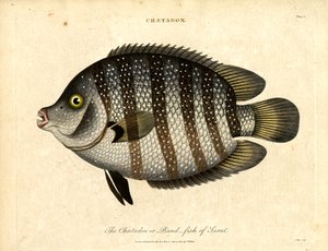 Poisson-bande de Surat - John Pass