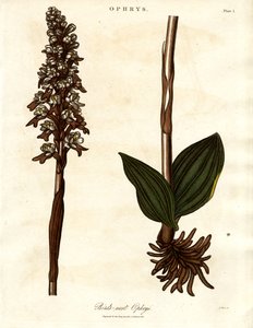 Nid d