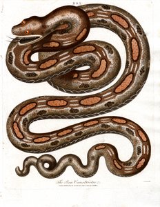 Boa Constrictor - John Pass