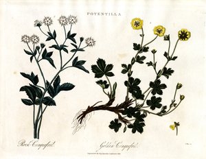 Espèce de quintefeuille - John Pass