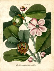 Clusia - Le balsamier rose - John Pass