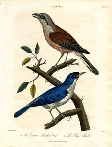 Bouscarle commune et pie-grièche bleue