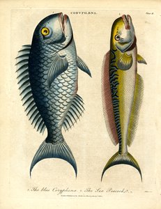 Coryphæna - Coryphènes