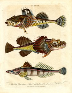 Cottus - Chabots et scorpions de mer - John Pass