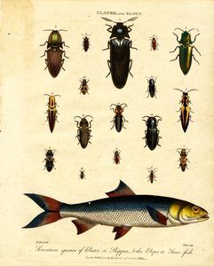 Elater et Elops : Dix-sept espèces d