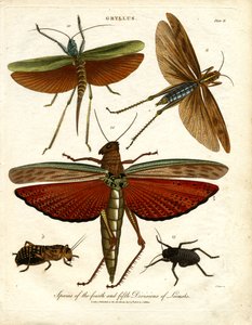 GRYLLUS : Espèces des quatrième et cinquième divisions de criquets