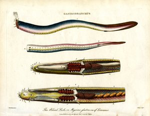 Gastrobranchus - Le poisson aveugle ou myxine - John Pass