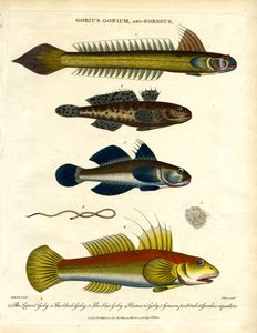 Gobius, Gonium et Gordius : Gobies et vers à poils - John Pass