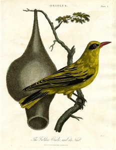 Oriole doré et son nid - John Pass