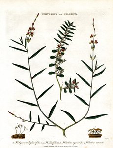 Hedysarum et Helotium - John Pass