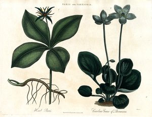 Herbe de Paris et herbe du Parnasse