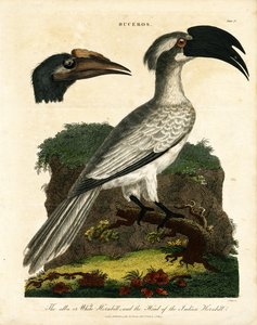 Hornbills (Buceros) - John Pass