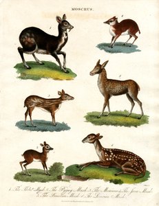 Moschus : Diverses espèces de cerfs musqués - John Pass