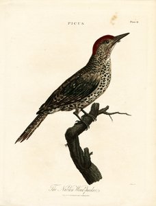 Pic de Nubie (Picus) - John Pass