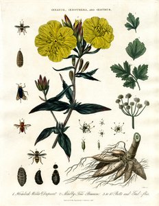 Oenanthe ; Oenothera et Oestrus - Goutte d