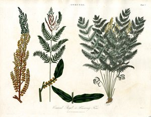 Osmunda - John Pass